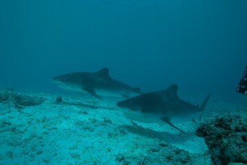 Tiger sharks crusiing in the maldives with diver