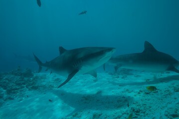 Tiger sharks crusiing in the maldives with diver