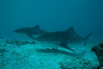 Tiger sharks crusiing in the maldives with diver