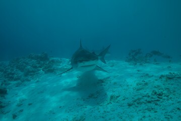 Tiger sharks crusiing in the maldives with diver