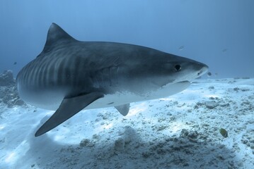 Tiger sharks crusiing in the maldives with diver