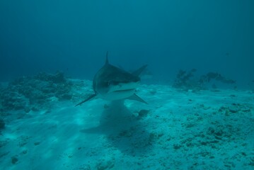 Tiger sharks crusiing in the maldives with diver