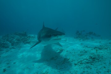 Tiger sharks crusiing in the maldives with diver