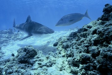 Tiger sharks crusiing in the maldives with diver