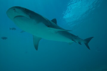 Tiger sharks crusiing in the maldives with diver