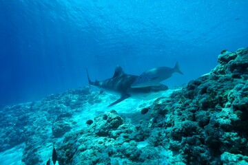 Fototapeta na wymiar Tiger sharks crusiing in the maldives with diver