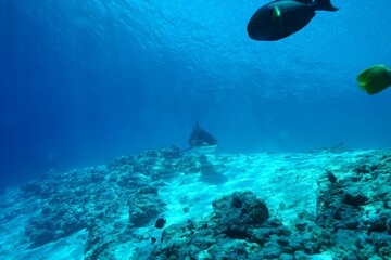 Fototapeta na wymiar Tiger sharks crusiing in the maldives with diver