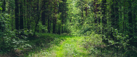 Thickets in dense forest. Scenic view with contrasts of deep forest. Beautiful woody landscape surrounded by many trees and lush vegetation. Forest scenery with rich flora. Atmospheric woodland.