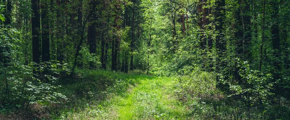 Möbelaufkleber Thickets in dense forest. Scenic view with contrasts of deep forest. Beautiful woody landscape surrounded by many trees and lush vegetation. Forest scenery with rich flora. Atmospheric woodland. © Daniil