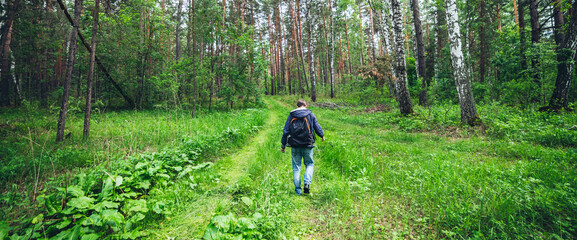 Guy with backpack walking in sunny forest among lush thickets. Beautiful woodland green landscape with man in pine forest. Man with rucksack among dense bushes in woods. View from back. Summer nature.
