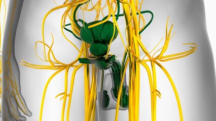 Male Reproductive System Anatomy For Medical Concept 3D Rendering © mybox