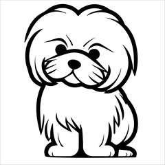 maltese puppy on a white