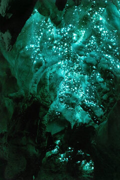 Colony of Glow worms in the Waipu caves in New Zealand. The Arachnocampa luminosa are little larvae trying to catch insects by bioluminescence. 