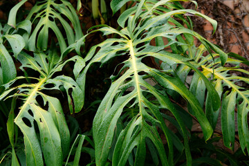 Gros plan sur la feuille d'un faux philodendron