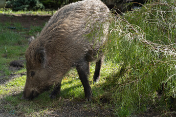 Wild boar. Sus scrofa, big wild swine or pig. - obrazy, fototapety, plakaty