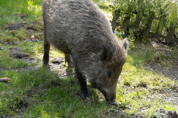 Wild boar. Sus scrofa, big wild swine or pig. - obrazy, fototapety, plakaty