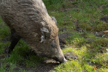 Wild boar. Sus scrofa, big wild swine or pig. © Longfin Media