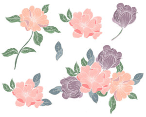 hand drawn rose flower elements