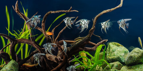 Blue marbled angelfish in a tropical freshwater aquarium.