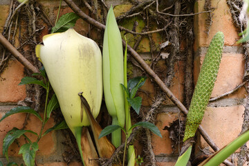 Gros plan sur le fruit d'un faux philodendron