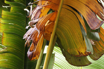 Gros plan sur une feuille de palmier