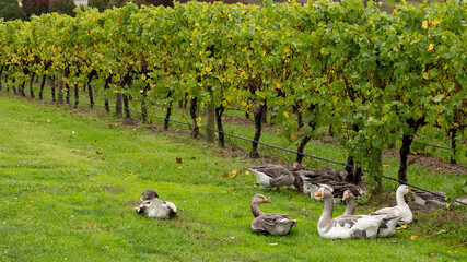 Geese in the Vineyard