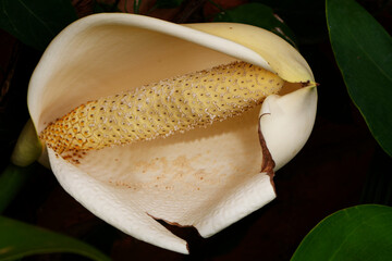 Gros plan sur le fruit d'un faux philodendron