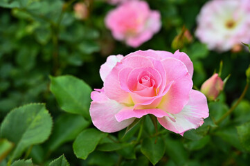 Roses planted in the garden.