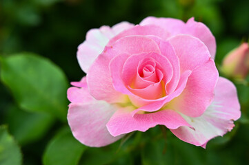 Roses planted in the garden.