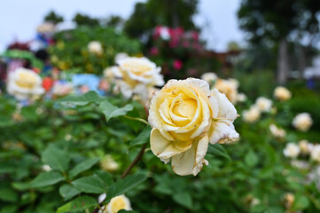 Roses planted in the garden.