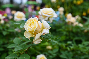 Roses planted in the garden.