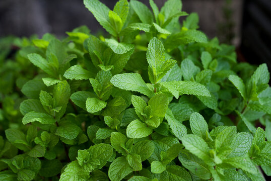 Fresh pepermint plants growing in a garden. Healthy herb.