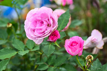 Roses planted in the garden.