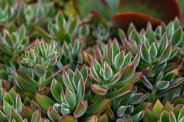 Obraz premium Echeveria pulvinata is succulent plant.