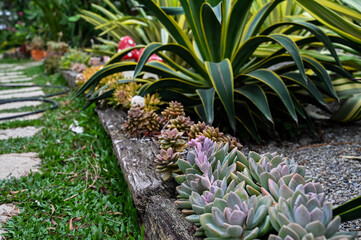 Fototapeta premium Cheveria sp simonoasa (Powder Puff) is succulent plant.