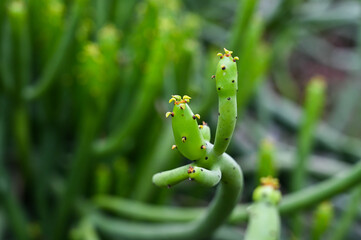 Euphorbia tirucalli in the park.