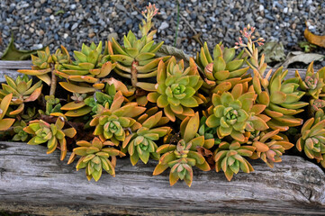Sedum adolphii is succulent plant.