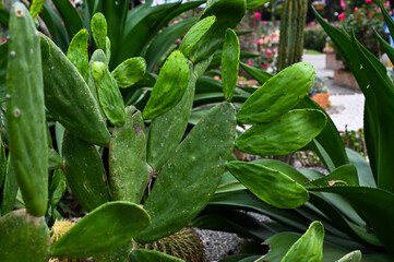 Cactus in the botanical garden