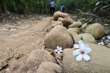 Vernicia fordii (Tung oil flower)