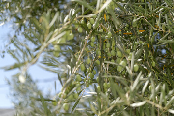 Olives sur branche