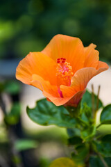 orange hibiscus blooming  and sunlight in Bangkok garden Thailand 