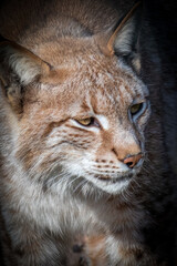 Naklejka na ściany i meble Portrait of a wild Lynx cat