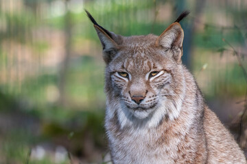 A close-up portrait of a wild Lynx cat sitting in the forest