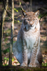 A wild Lynx sitting in the forest