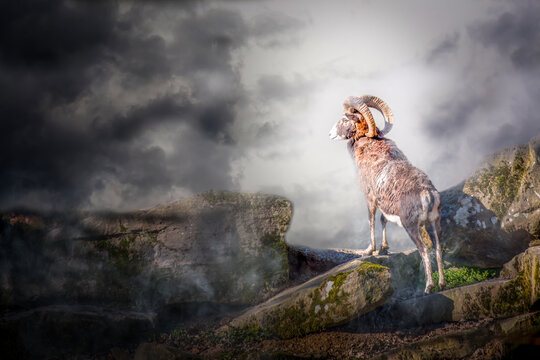 a Ram wild goat standing on a cliff on a stormy cloudy day