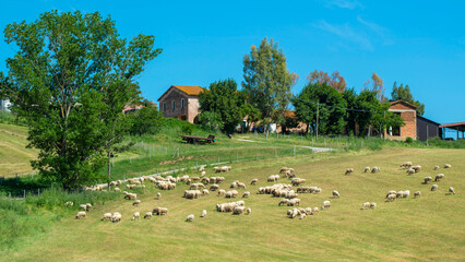Fototapeta na wymiar Troupeau de moutons