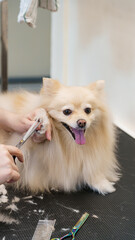 dog in the dog salon takes a bath. animal care, wool care