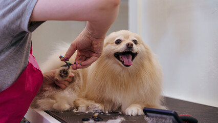 dog in the dog salon takes a bath. animal care, wool care