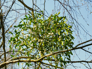 The leaves and berries of a bunch of mistletoe close up against a blue sky