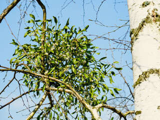 The leaves and berries of a bunch of mistletoe close-up